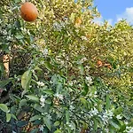La Terra Del Mezzo * Riposto