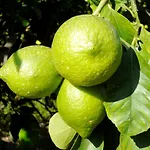 La Terra Del Mezzo * Riposto